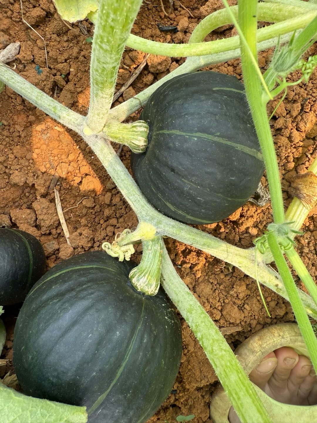 黄辉强大量农产品货源基地，代办代收