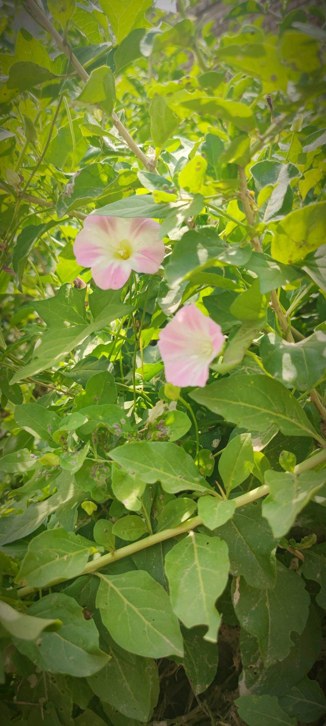 u客直谈实名认证赵帅磊