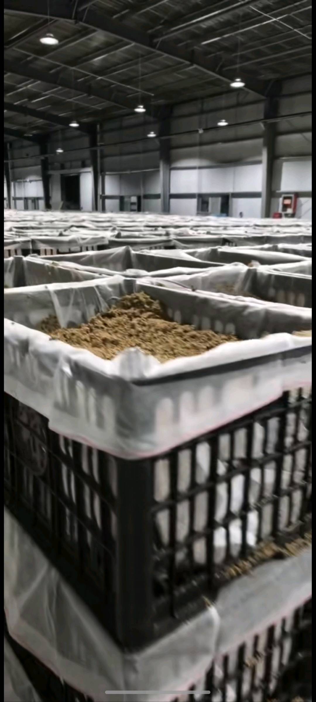 王军寻找种植合作方：筐栽天麻室内种植项目，提供技术、回收与稳定收益