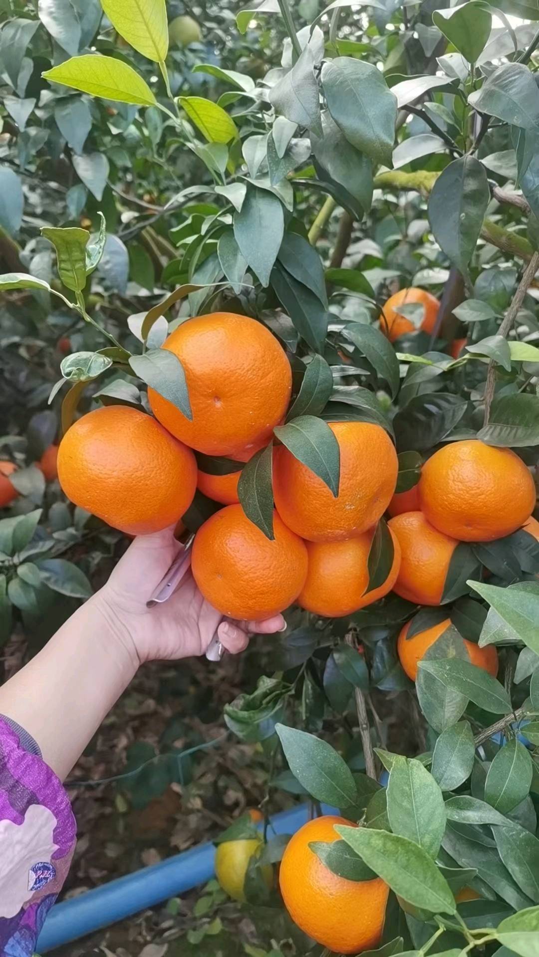 刘先生品牌货源