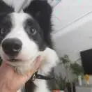 姜智恒