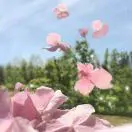 黄先生