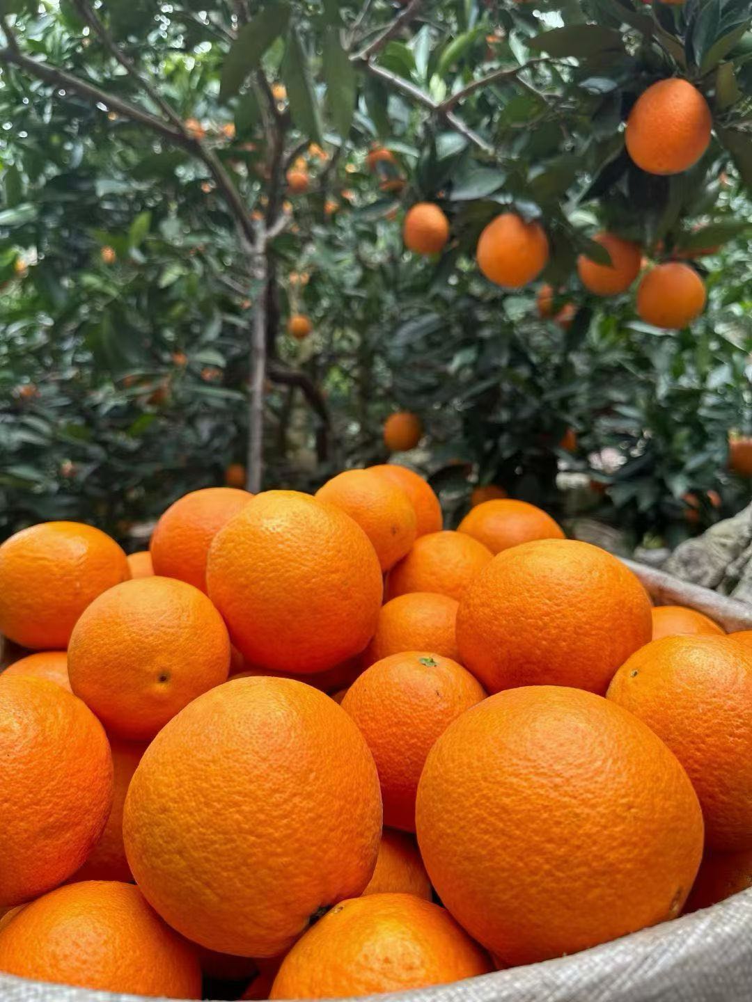 余龙敏奉节脐橙，果农直发