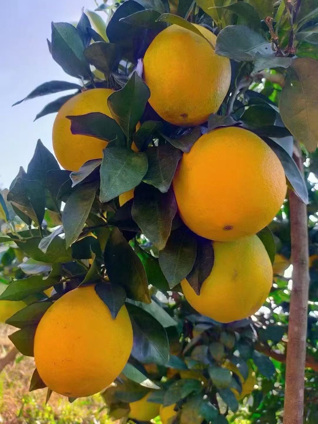 王俊文自家种植赣南脐橙，有好果次果50万斤，大量出