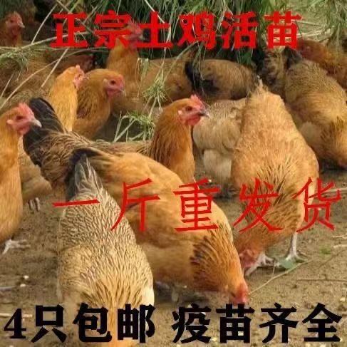 张先生各类脱温鸡鸭鹅