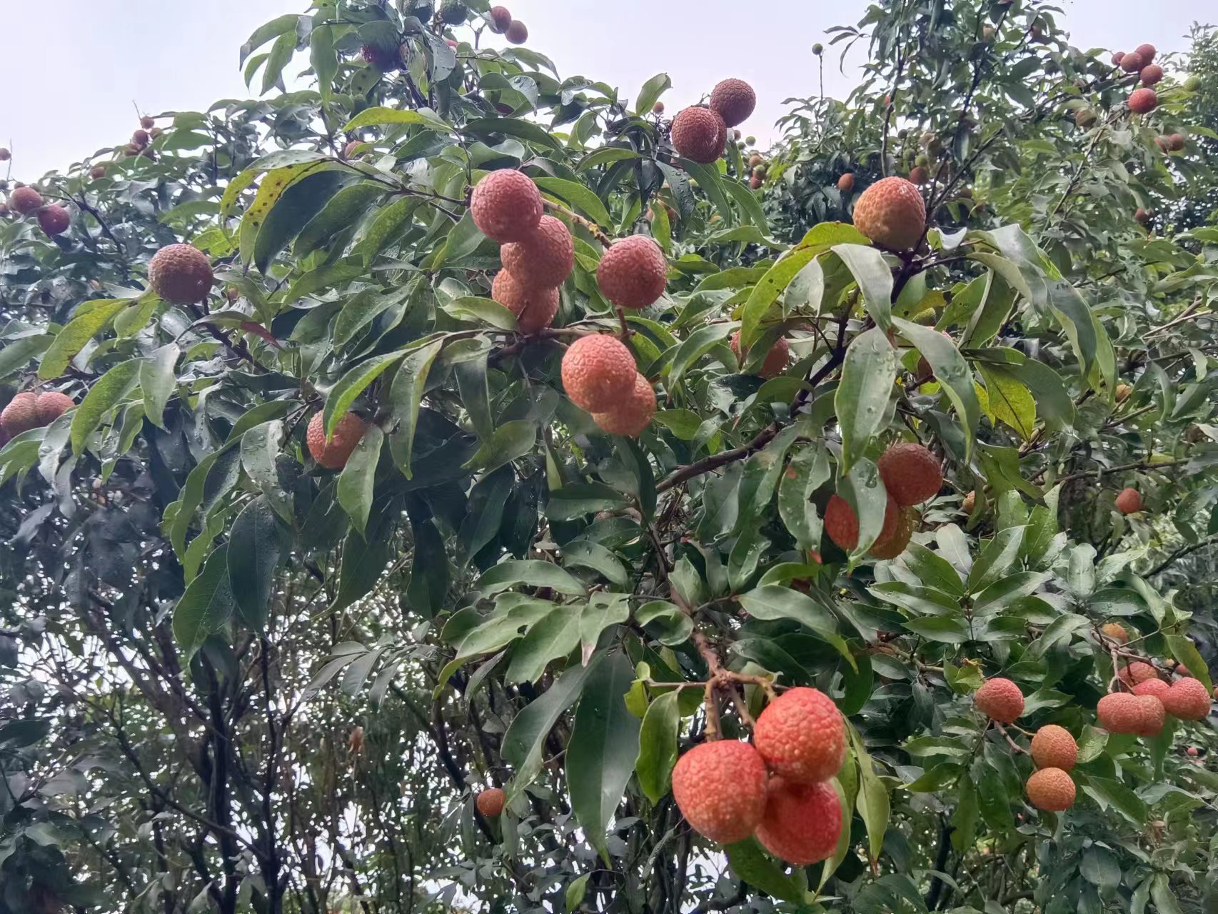 黄先生品牌货源荔枝一件代发