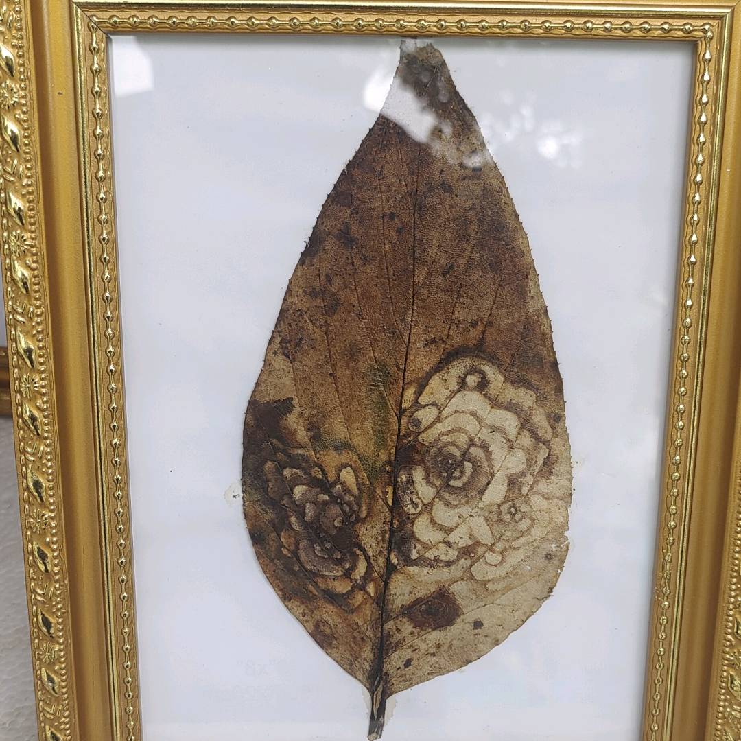 刘先生品牌货源