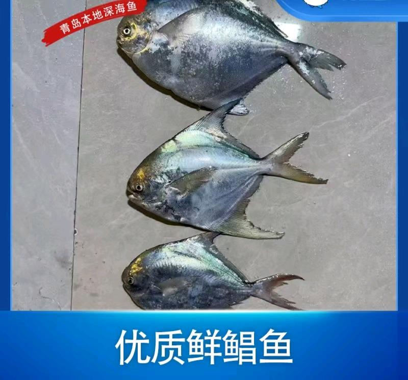 宋吉凯青岛渔船直供海鲜，零投入