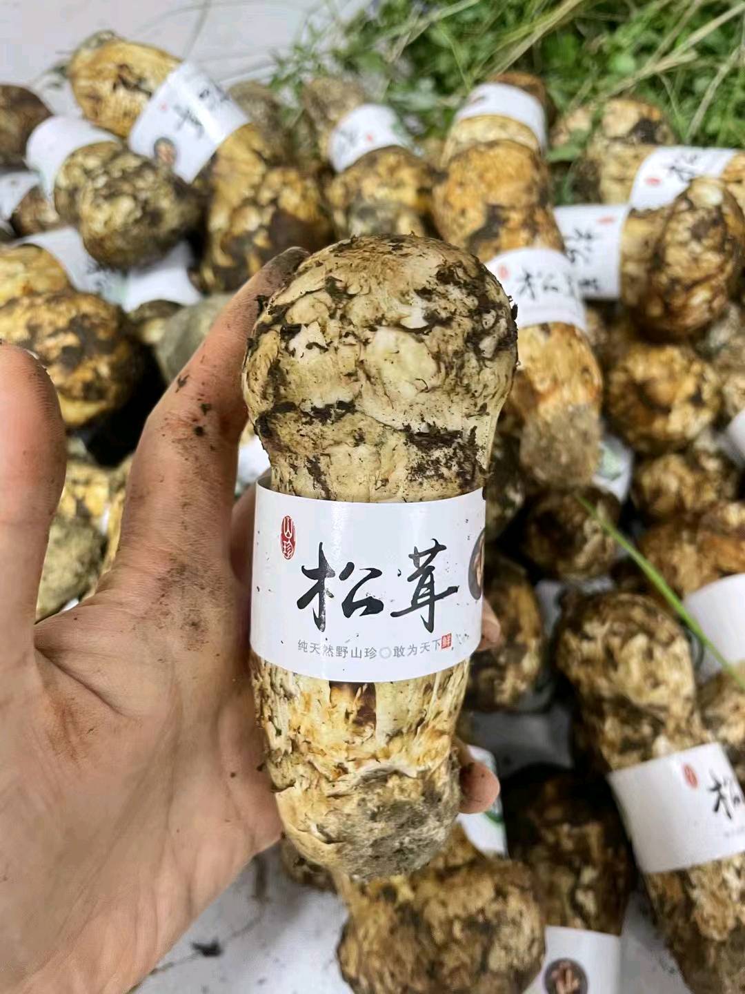 谭先生品牌货源