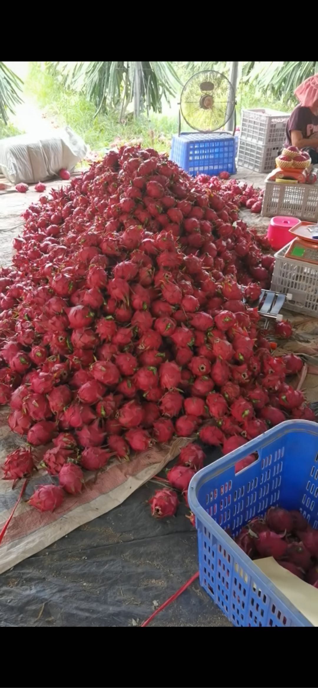 杨剑产地水果生鲜  寻求渠道销售