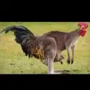 u客直谈实名认证申先生