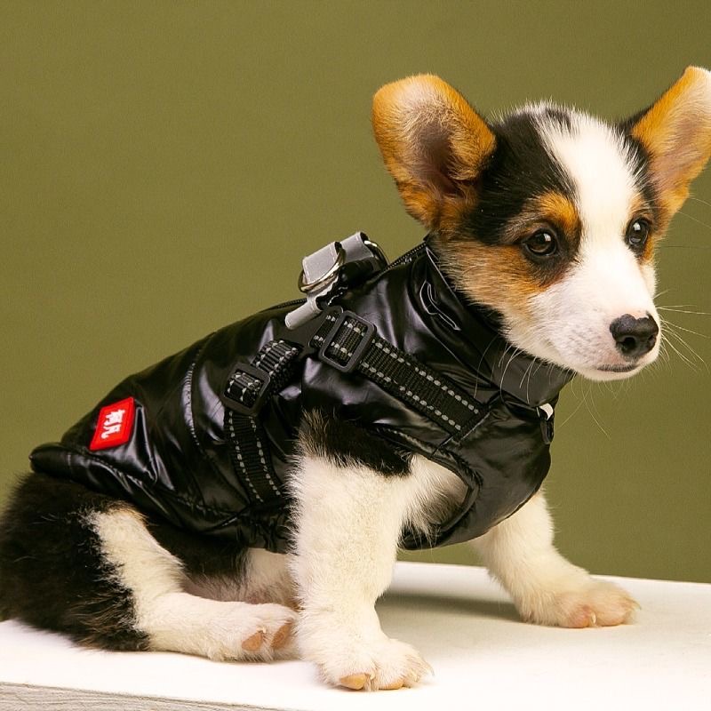 韩彦辉品牌货源