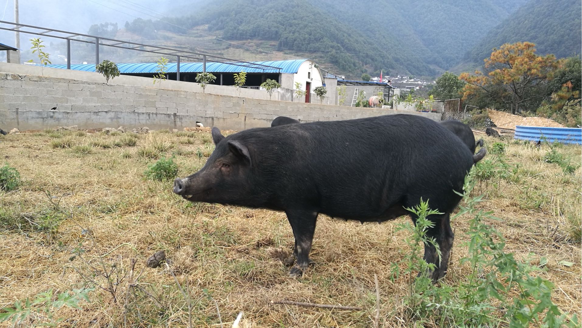 罗俊奇品牌货源
