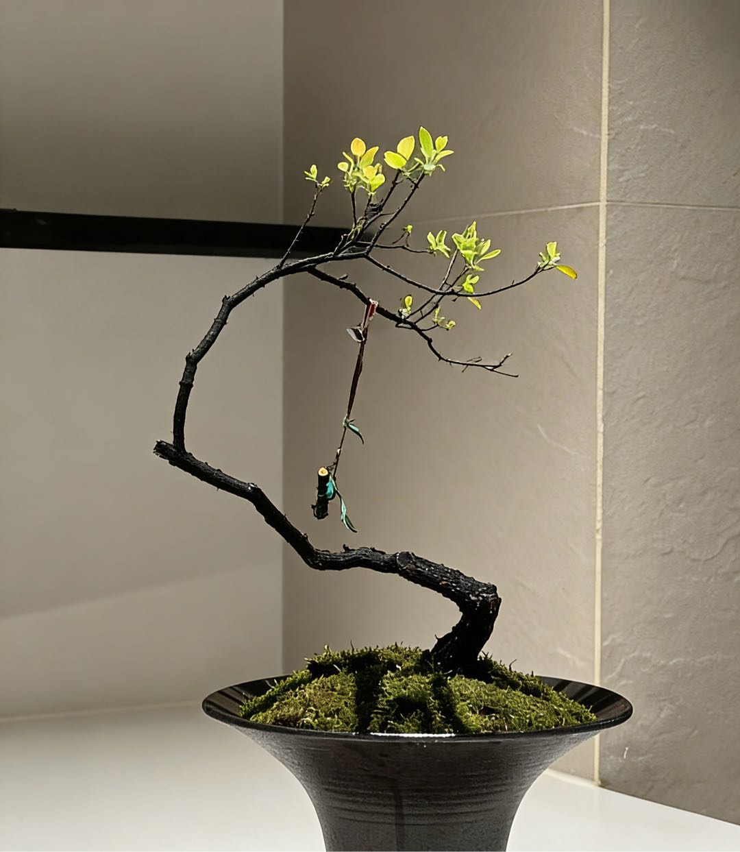 张云林品牌货源