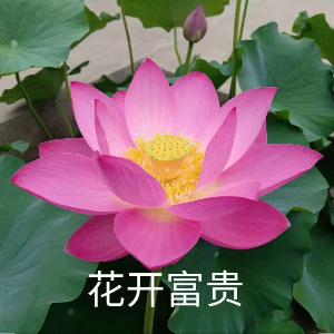 u客直谈实名认证尚先生