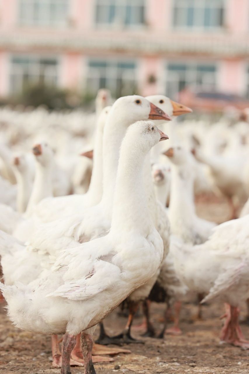 王先生品牌货源北鹅 白条大白鹅