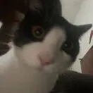 张佳峰