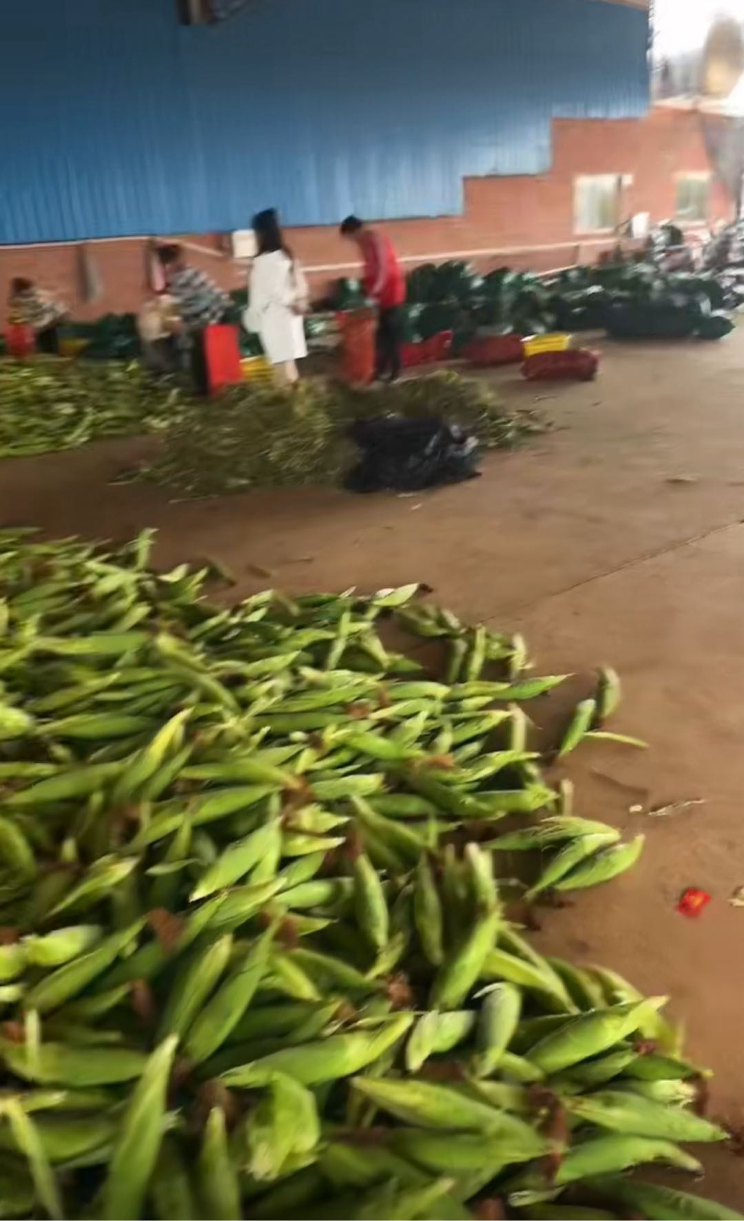 黄光颖品牌货源生鲜一件代发