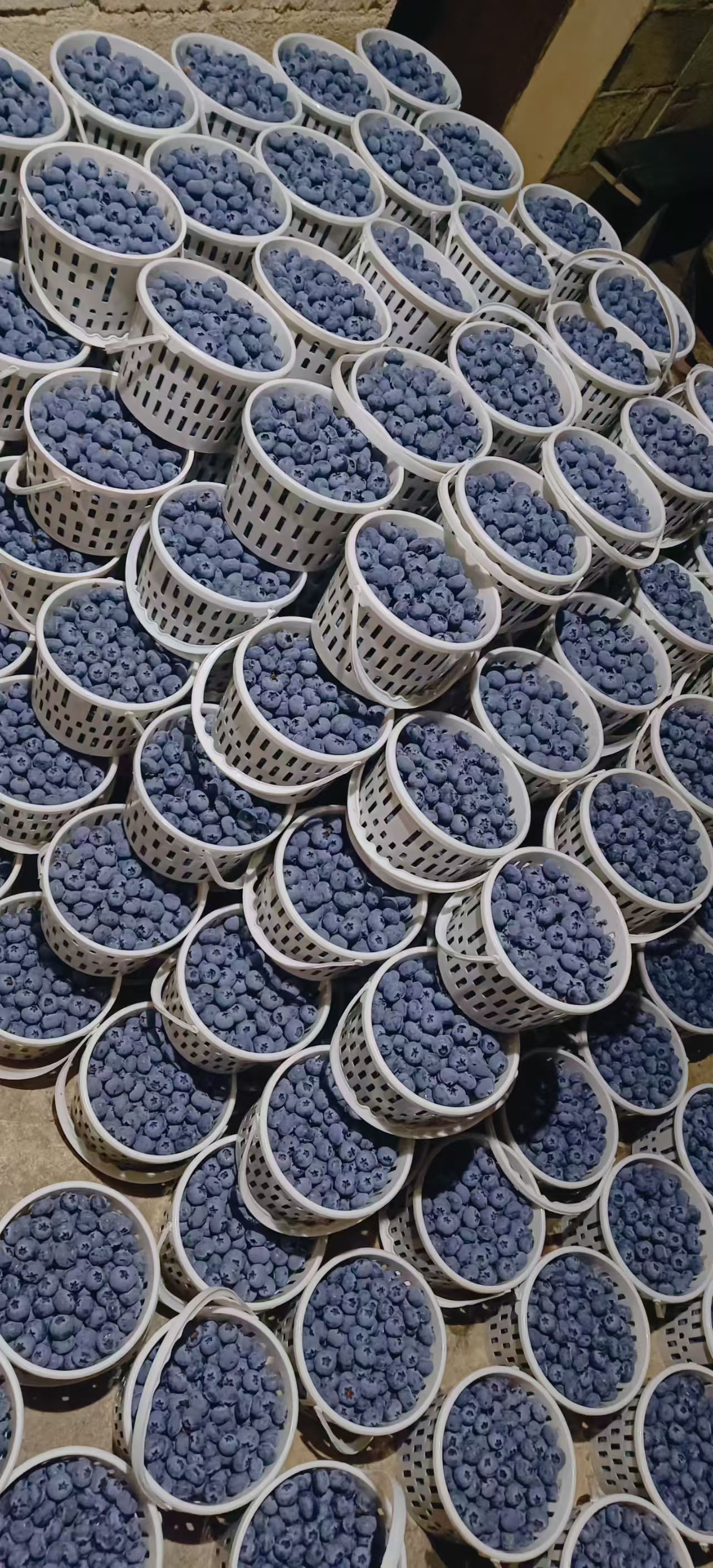 刘先生云南蓝莓基地直供L25等品种，盒装桶装一件代发