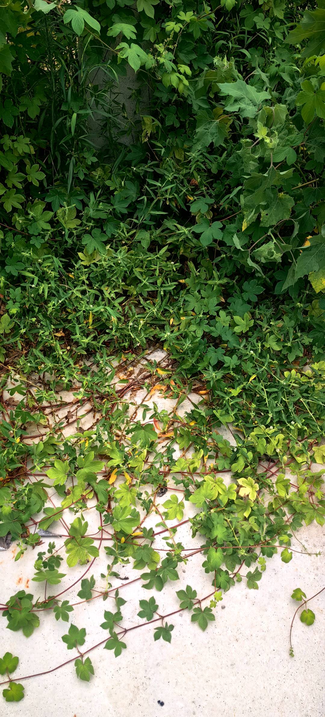 u客直谈实名认证张豪