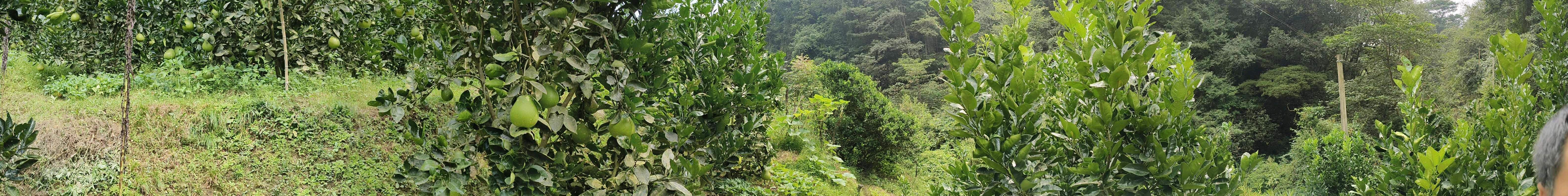 刘根强品牌货源井冈蜜柚果园农场，源头直销
