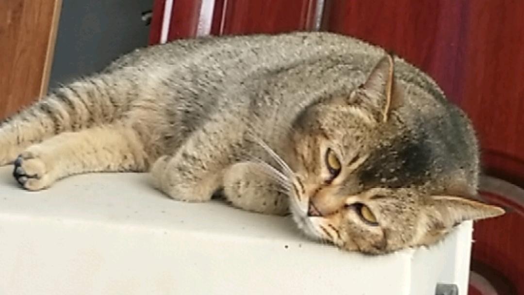 娄先生找合伙人快手萤火计划视频短剧不收费纯绿的