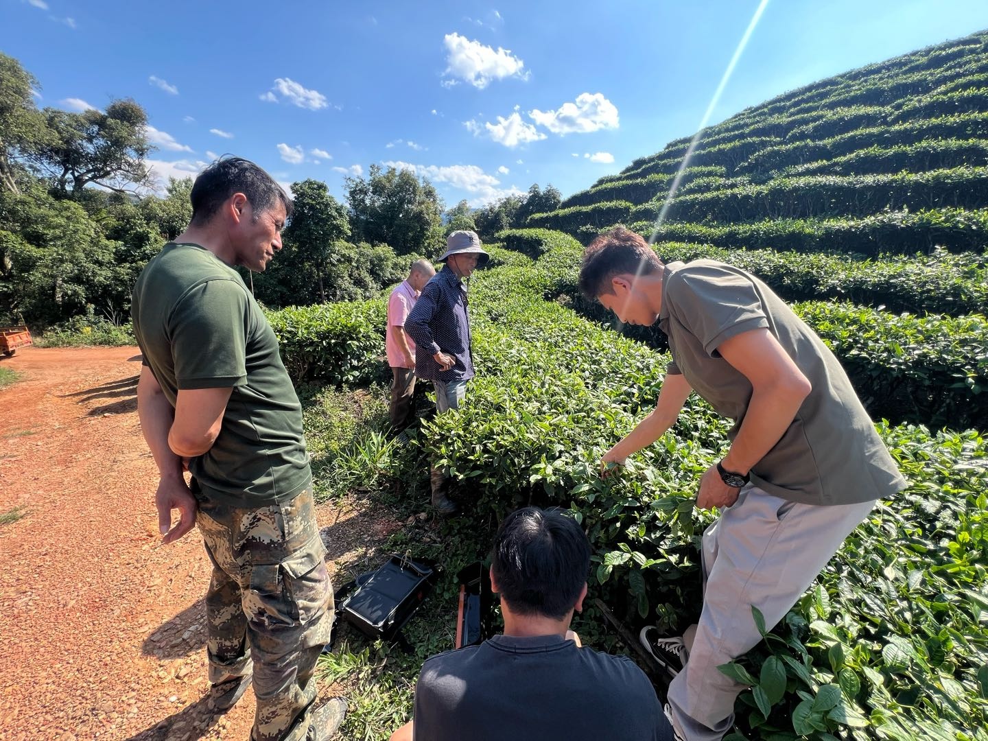 唐榛伟云南高山大宗毛茶源头厂家