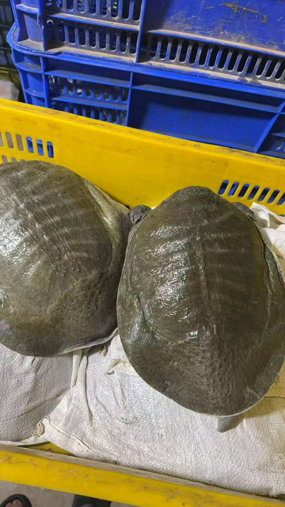胡丰品牌货源
