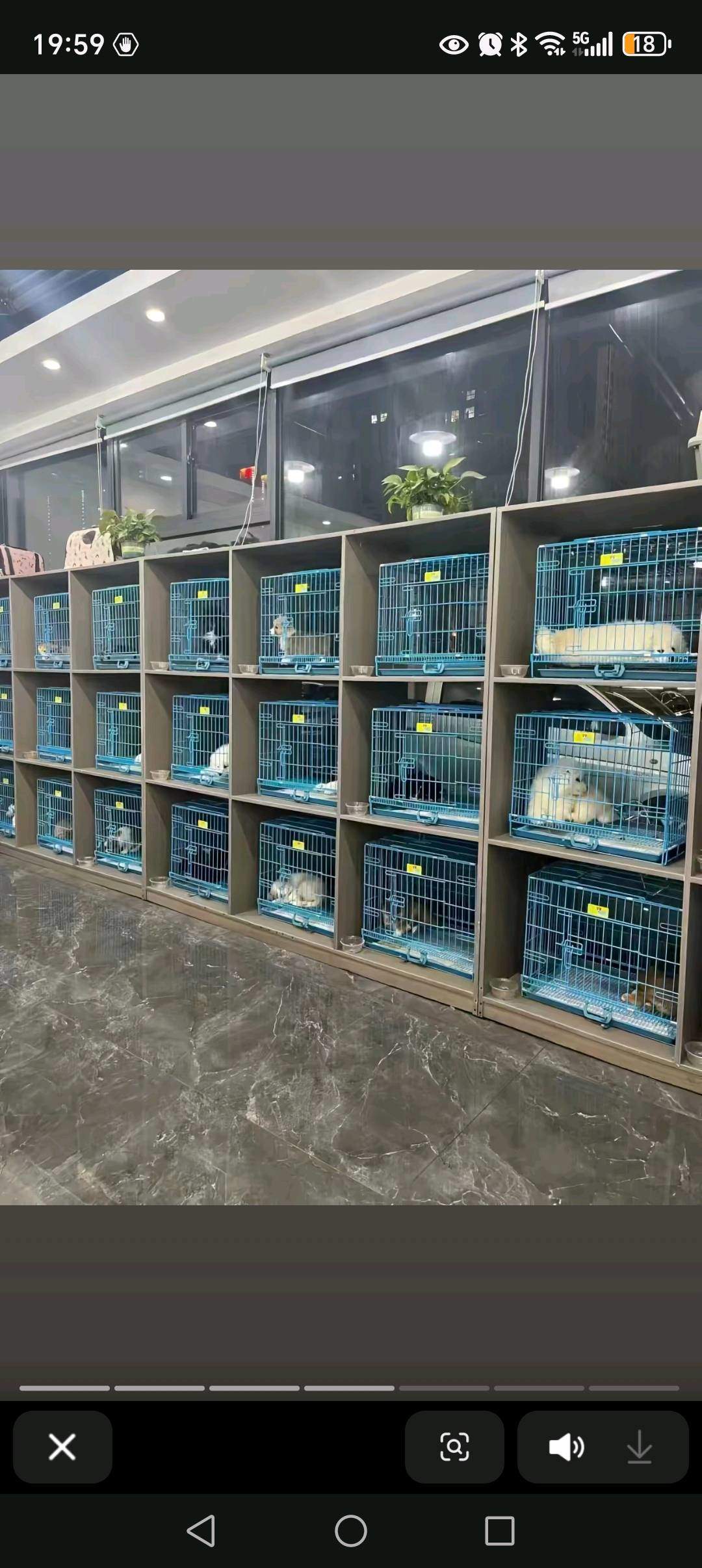 张洋品牌货源宠物基猫地供应链，寻求代理，合作商，无需任何费用，一件代发