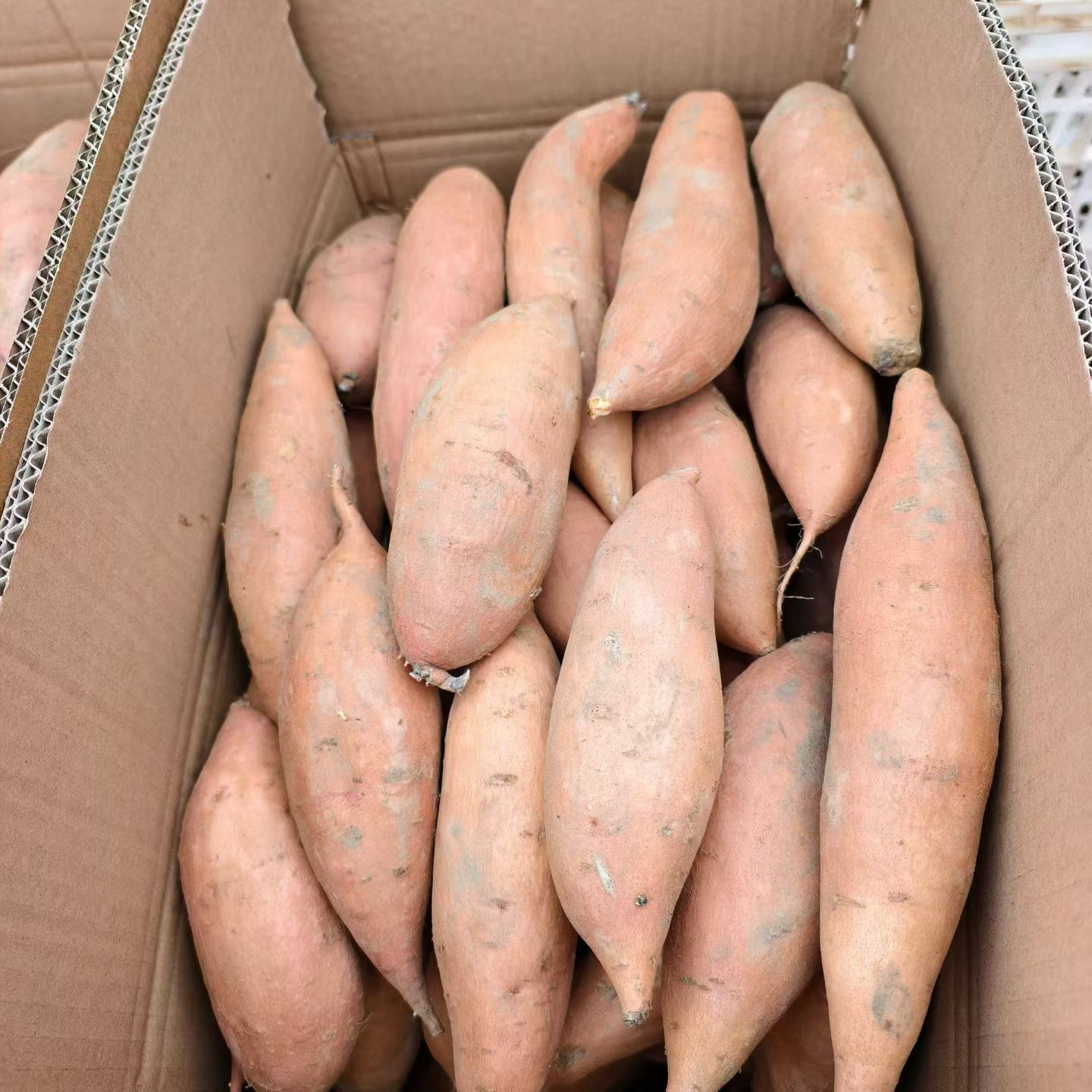 靳红稳品牌货源我是红薯产地 自家种植 质量有保证 价格随行就市就行