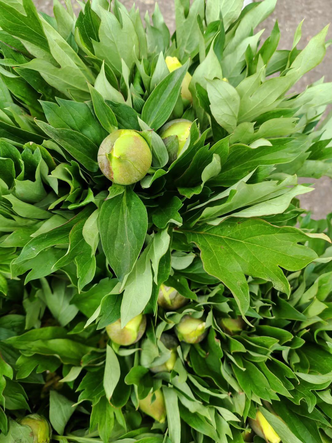 徐峰品牌货源