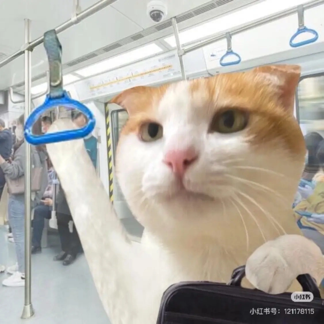 朱曈