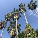 朱陶韬
