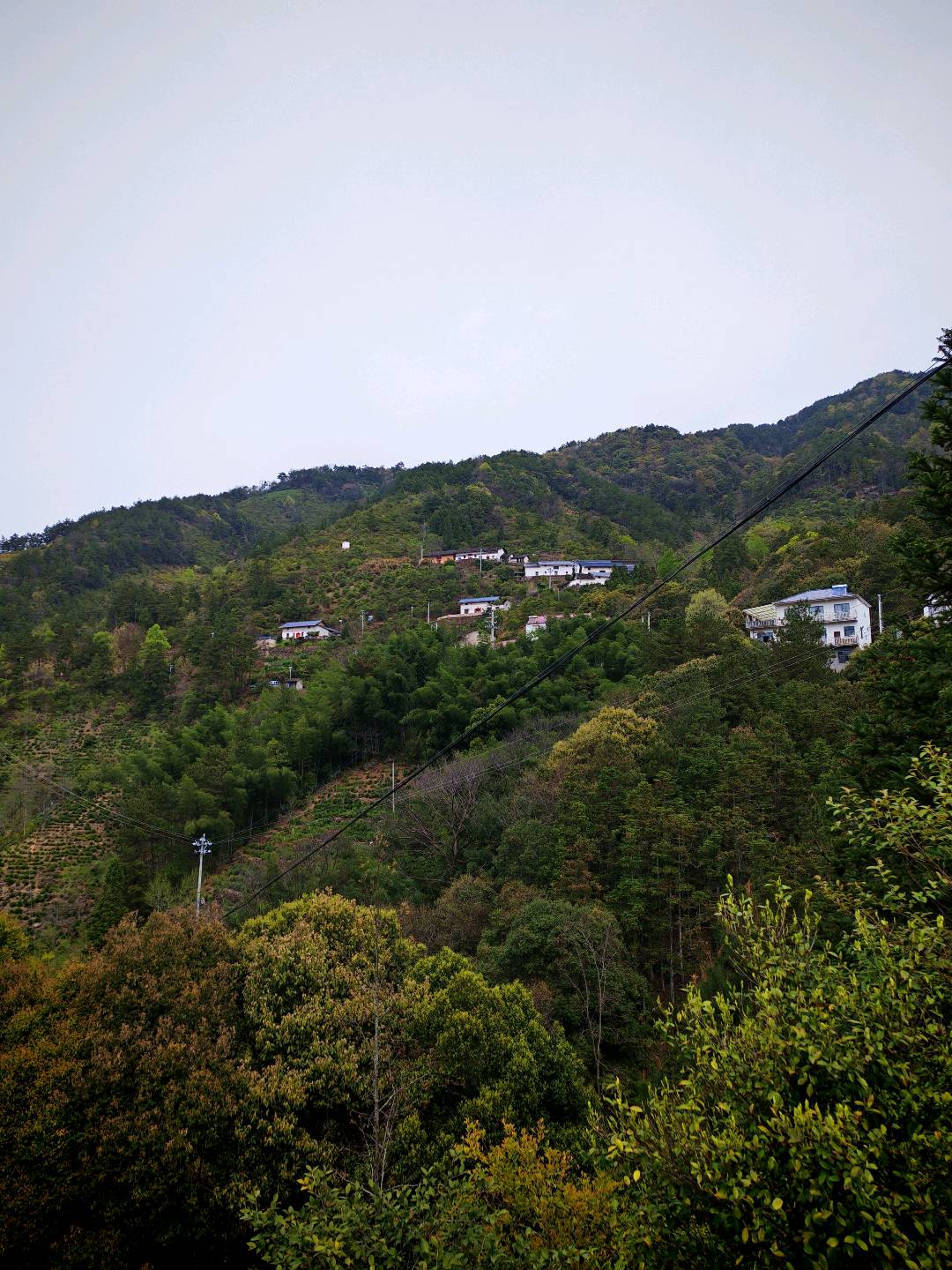 桂成品牌货源祁门红茶、黄山毛峰高品质茶叶源头