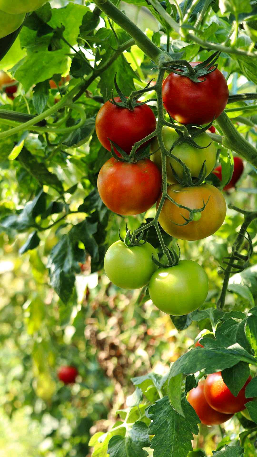 徐先生其他供需寻找合作，承接中老年人代养，提供养老资源，0投资0费用