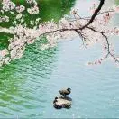 吴海燕
