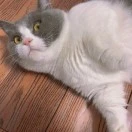 陈伟冬