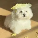 孟令权