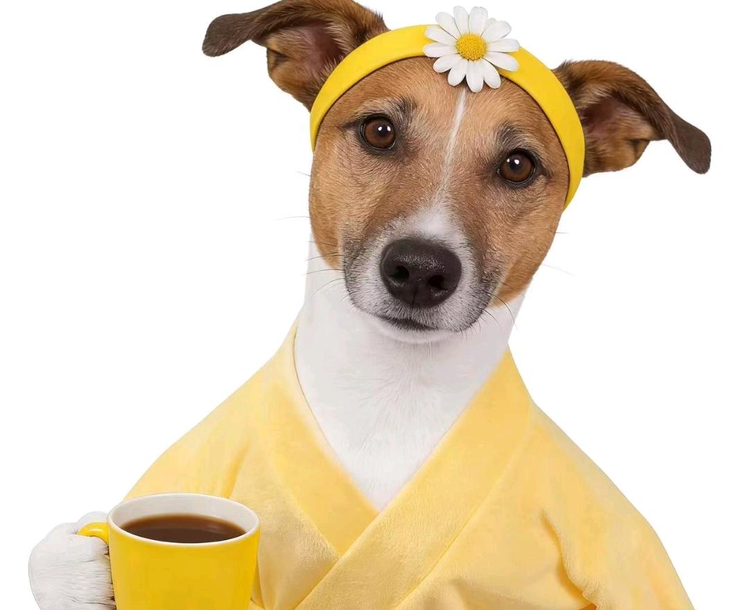 荆琪找合伙人亚马逊运营  分润模式  不收学费  你8我2  简单副业