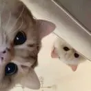 u客直谈实名认证庞先生