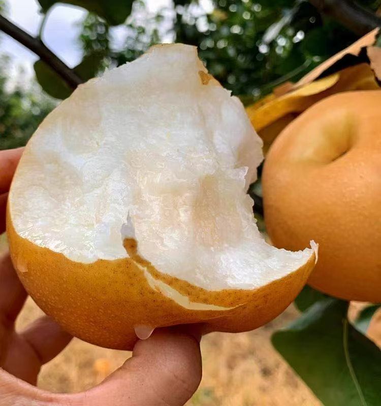 刘先生品牌货源