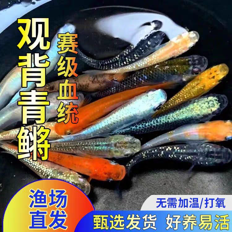 陈先生观背青鳉观赏鱼电商货源 做各大电商平台的可以聊聊 顺丰快递一件代发