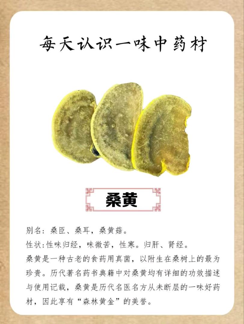 张女士找合伙人寻找桑黄种植合作，提供技术培训与产销一体化支持