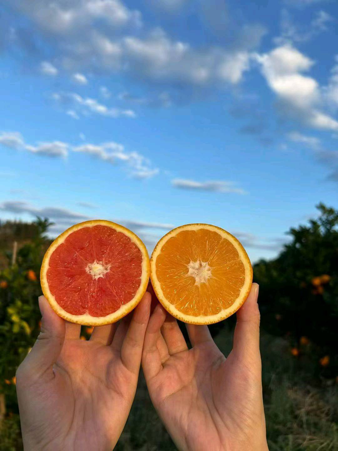 叶海龙品牌货源冬日爆款 赣南脐橙