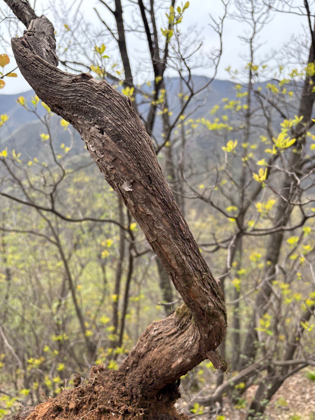 张云林黄栌崖柏黄荆盆景货源直供：寻直播带货/园艺分销/工程采购合作