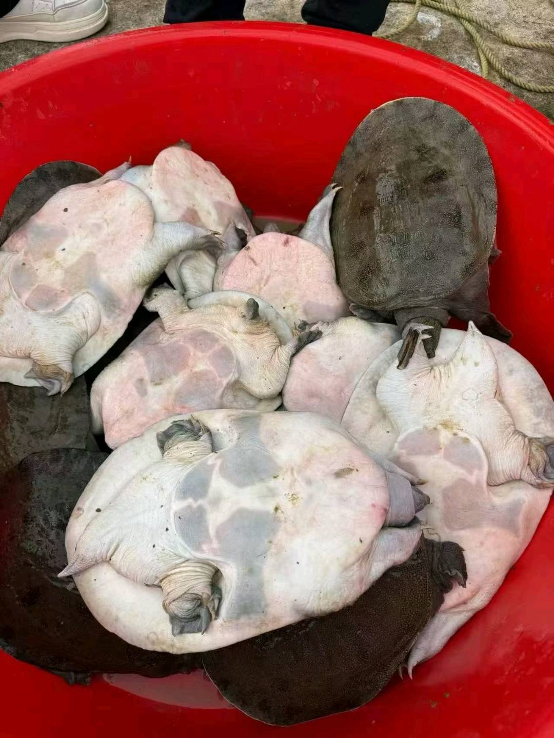 胡丰品牌货源汉寿甲鱼