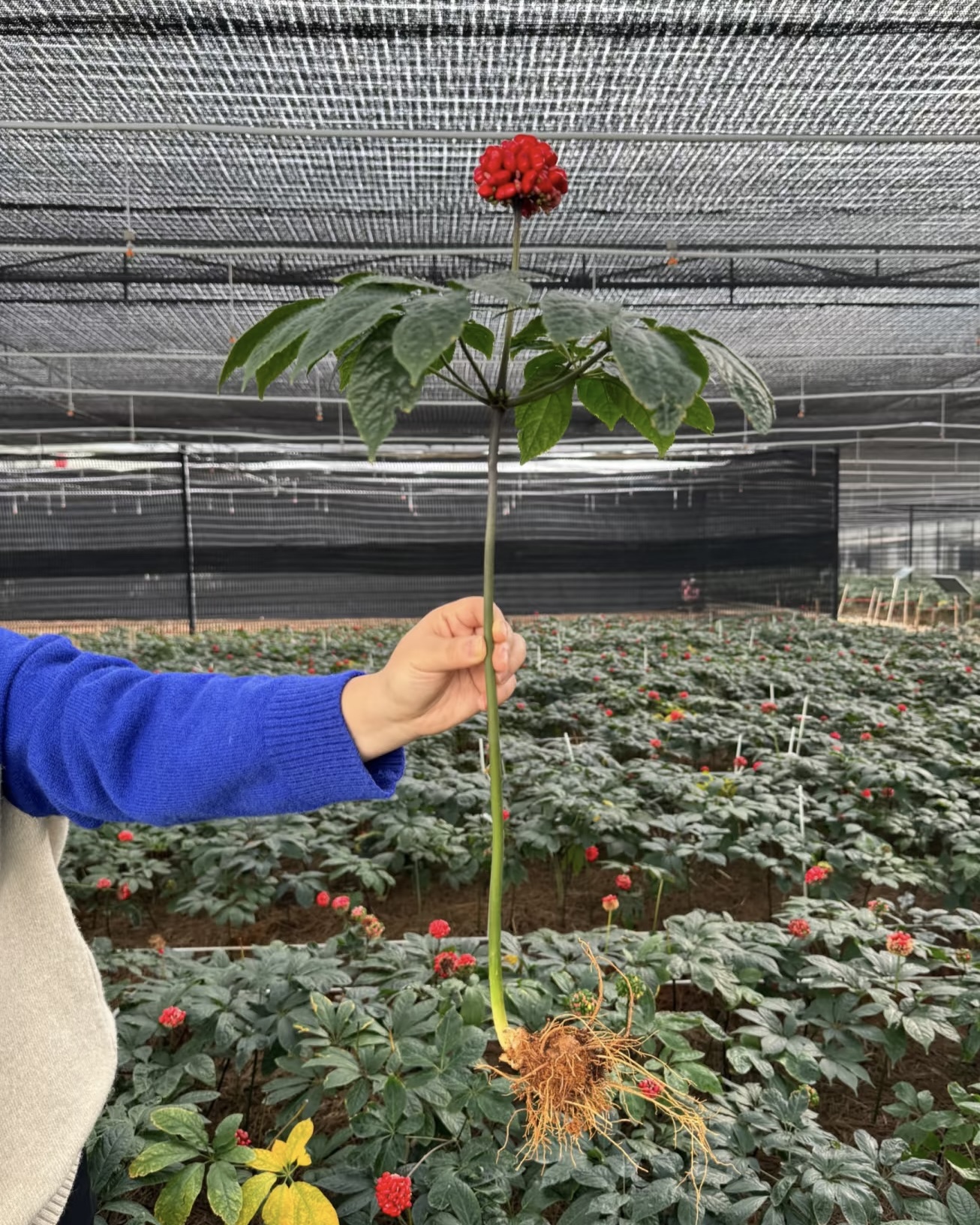 张淑光品牌货源云南文山三七的原产地，自己家种植的三七，一手货源，质量有保证，价格实惠