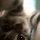 李玉峰