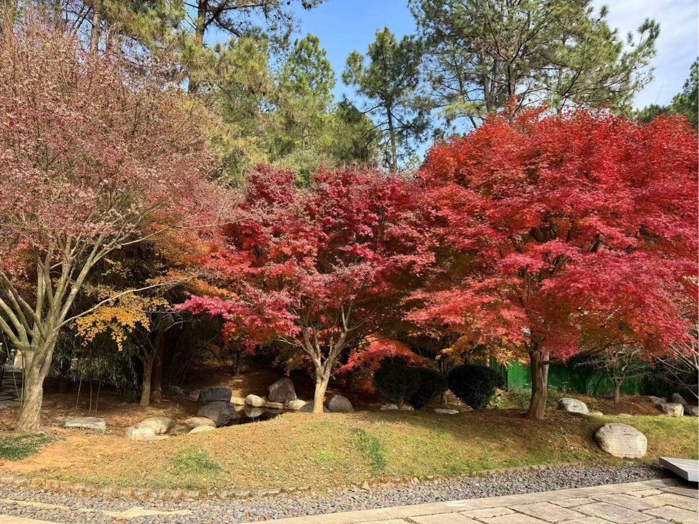 程斯文其他供需抖音视频代发15米