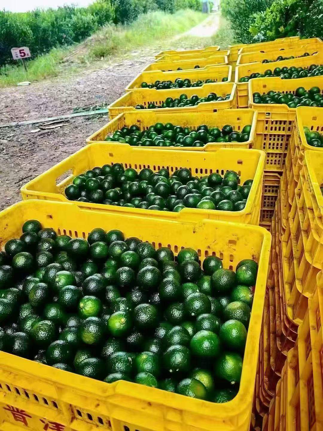 刘先生品牌货源